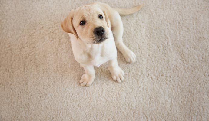 Pet on carpet