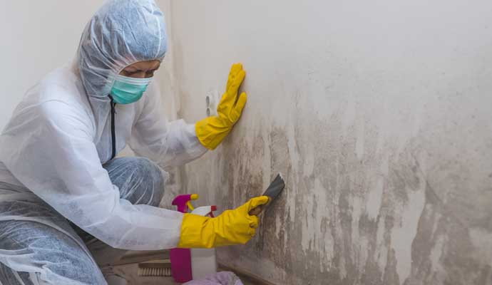 black mold remediation service