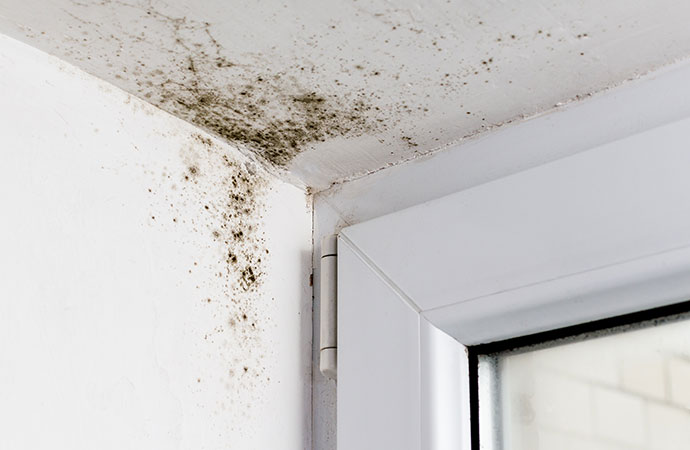 Everything You Need to Know About Mold Removal
