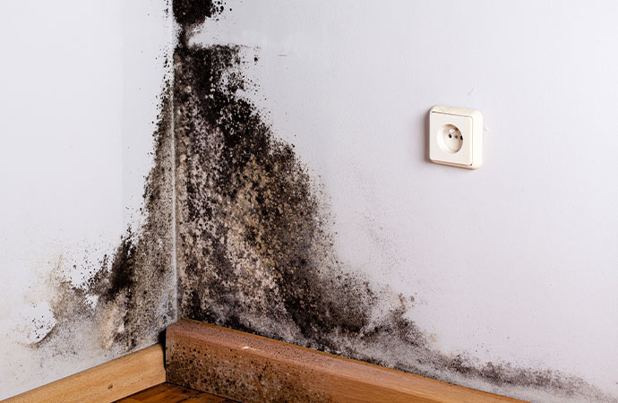 The Dangers of Mold
