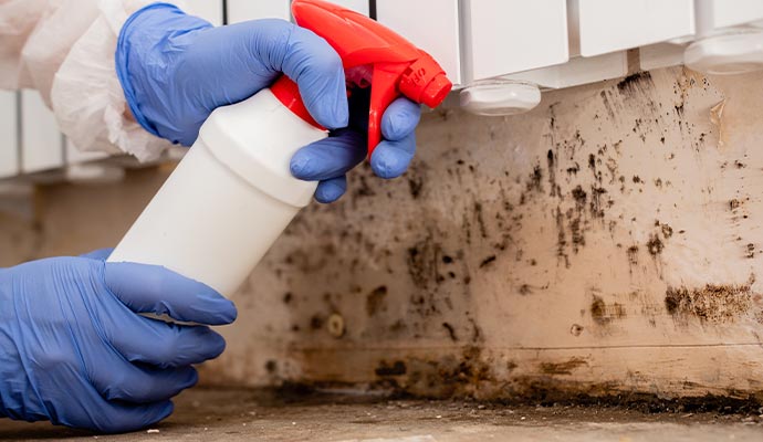 Mold remediation process