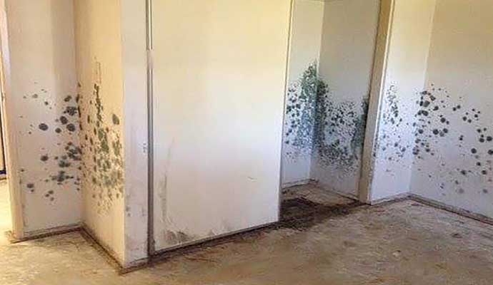 mold growth on the wall