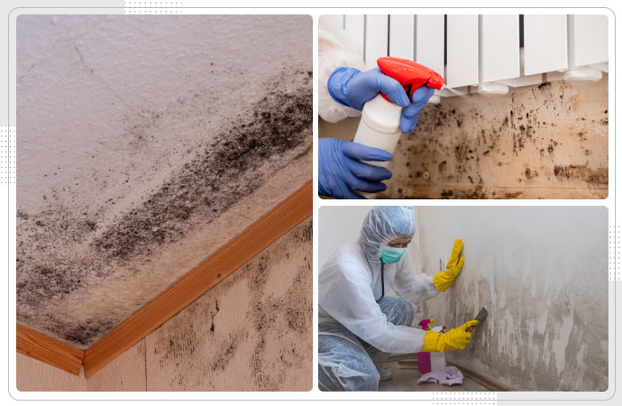 black mold remediation professionally