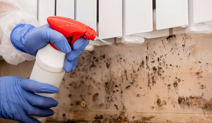 mold remediation by spraying