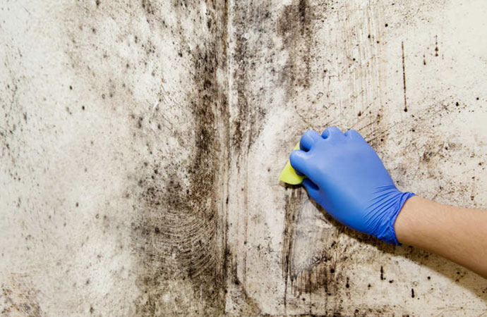 Mold Remediation in Riverside and Temecula