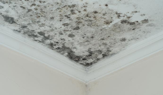 Mold on ceiling