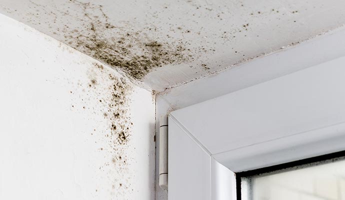 Mold growth on wall and ceiling