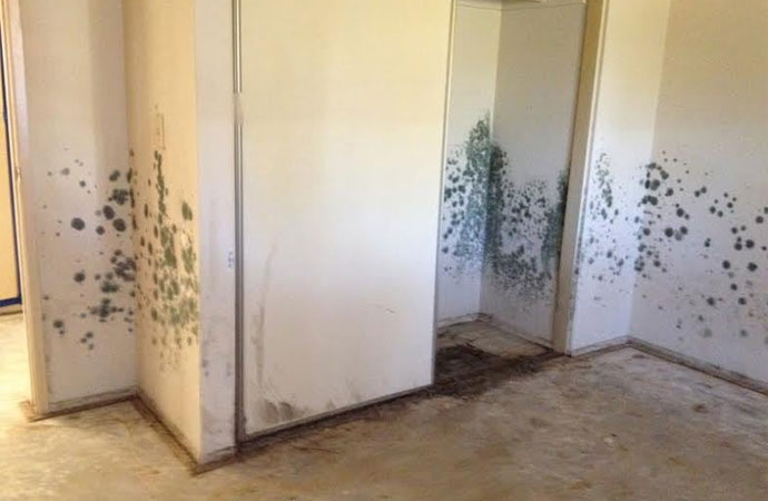 Mold Remediation in Cathedral City