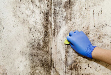 Mold Remediation