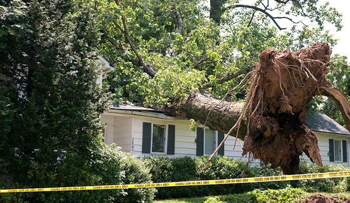 Fallen tree on a rooftop