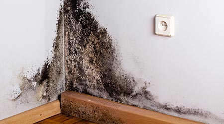 Black mold on the room corner wall