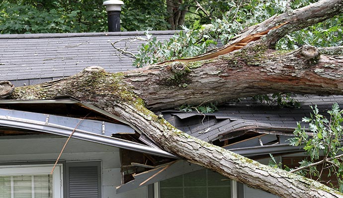 broken tree on house